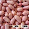 NEW CROP VIETNAM PEANUT / Vilaconic.export15@gmail.com