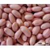 wHITE / RED Grounduts / PEANUTS