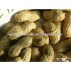 shandong new peanuts in shell