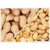 Peanut