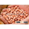 Peanuts Kernels