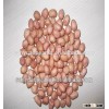 Peanuts and peanut in shell and groundnut from shandong peanut