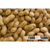 Raw Peanuts in Shell