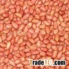Selling Peanuts from Vietnam At Cheap Price