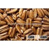 Pecan Nuts For Sale/ Pecan Nut In Shell