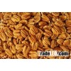 Raw Pecan Nuts for sale