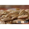 Pecan Nuts