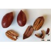 100% Premium Quality Pecan Nuts For Sale/ Pecan Nut In Shell / Pecan Nut Pieces
