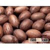 GRADE A QUALITY PECAN NUTS FOR SALE AT CHEAP PRICE