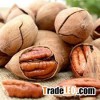 Pecan Nuts, Best Quality Pecan Nuts, Grade A Pecan Nuts