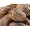 Pecan - Raw Pecan Nuts In Shell - Bulk Shipments