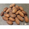 Quality Pecan Nuts Shelled and With Shells for sale