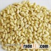 Dried Pine Nuts kernel, Chinese white pine Grade A