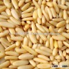 pine nut kernel