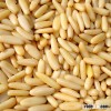 Edible Pine Nuts