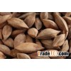 Shell and Unshell Pine Nuts