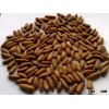 Good Quality Pine Nuts in Shell/ PineNuts without shell
