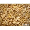 Pine nut and Pine Kernel