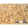Chinese Pinenut Kernels / Cheap Pine Nuts