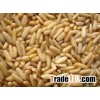Pine Nuts Kernel