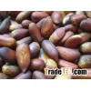 Pine nuts for sale.