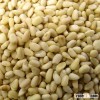 Top Grade Pine Nuts Available!!