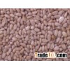 Pine Kernels