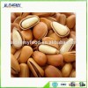 best selling products pine nut wholesale