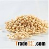 new crop 100%Pure natural wild pine nuts
