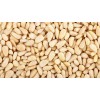 Masson Pine Nut Kernels