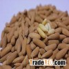 wholesale pine nuts market price