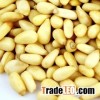 Cheap Pine Nuts Prices/Chinese Pinenut Kernels