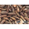 100% Natural Pine Nuts With and without Shell