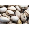 Best quality Pistachio nuts