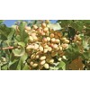 Pistachio Nuts, Cashew Nuts,Walnuts, Almond nuts for sale..