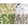 pumkin seeds exporters