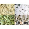Pumpkin seed kernel