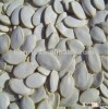Snow White Pumpkin Seeds