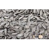 Bakery grade sunflower seeds