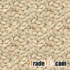 High quality shine skin pumpkin seeds for sale