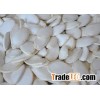 High Quality Pumpkin Seeds/ Type of Snow White Pumpkin Seeds
