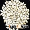 snow White Pumpkin Seeds