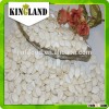 AA edible snow white pumpkin seeds