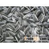Sunflower Seeds