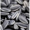 5009 Sunflower Seeds Kernels for sale
