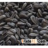 Black Sunflower seeds 5009/363 For Sale