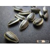 Big size sunflower seeds 2016 crop