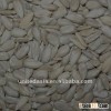 sunflower seed kernel