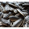 Sunflower Seeds 5009 Long Shape