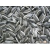Sunflower seed